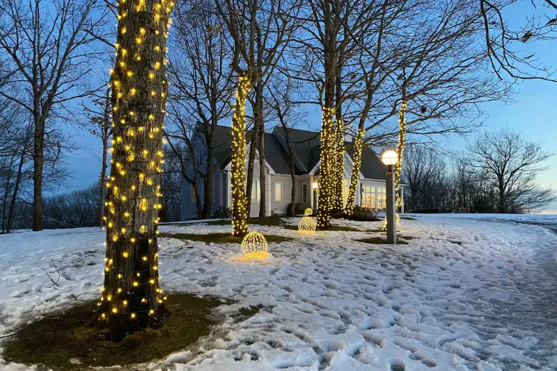 trees lit up in winter