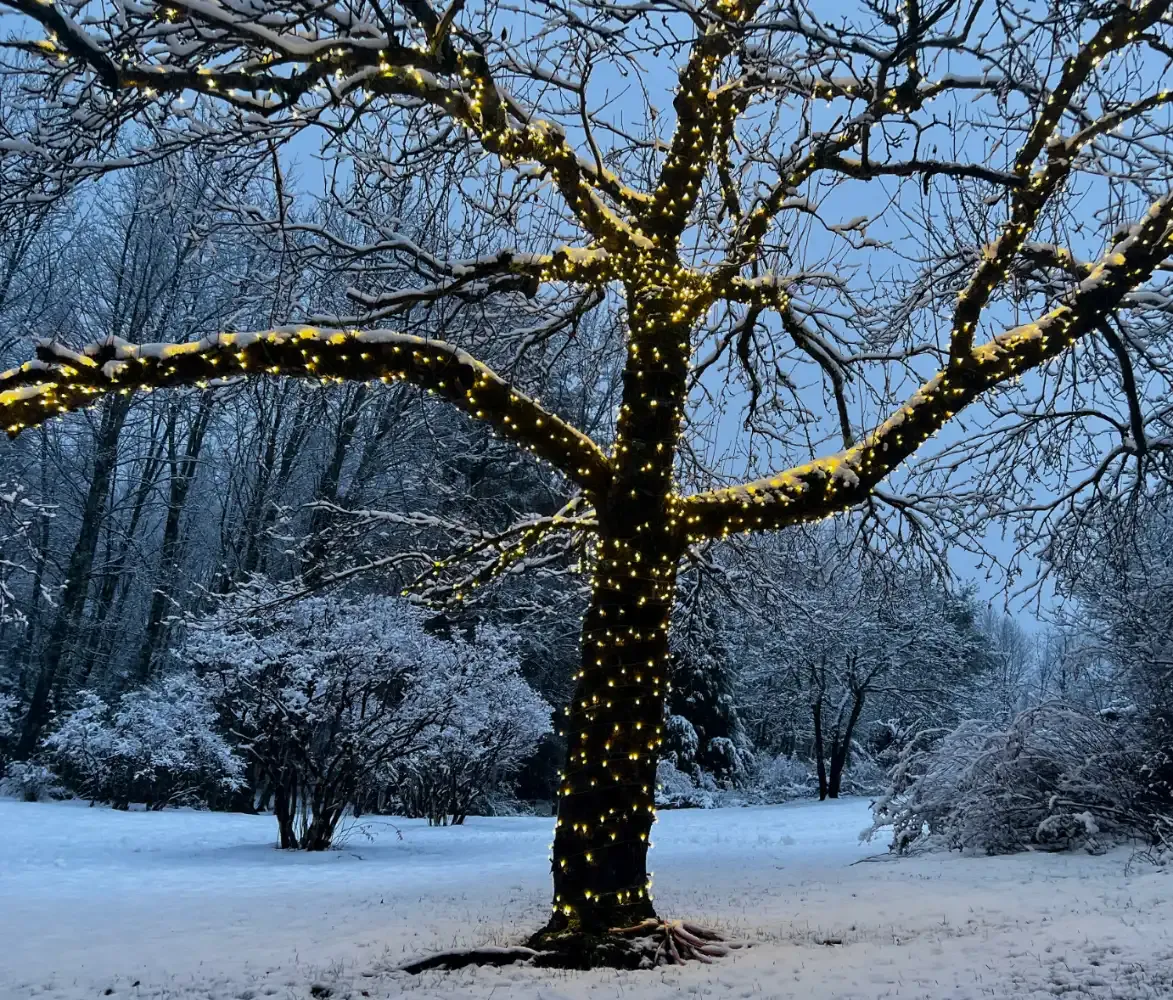 Winter scene with lights wrapped around tree