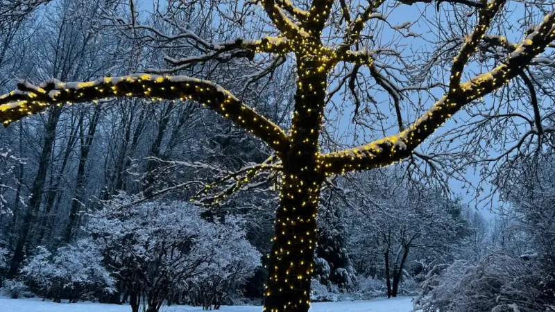 Winter scene with lights wrapped around tree